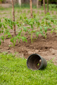 Close-up of grass on field