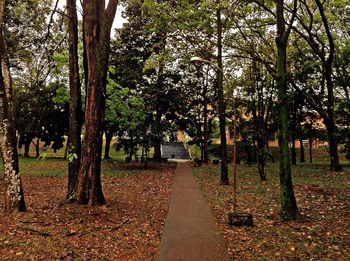 Walkway along trees in park