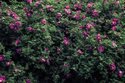 Flowers in bush