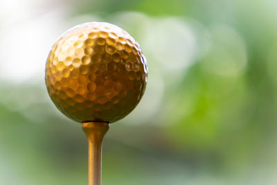 Close-up of yellow ball on plant