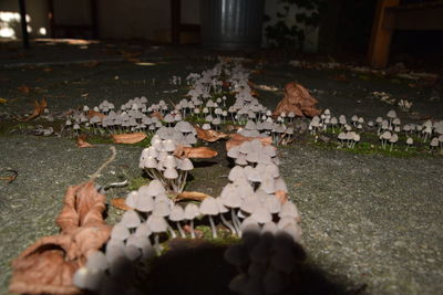 Close-up of autumn leaves on field