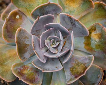 Close-up of flower