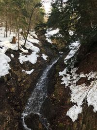 Trees growing in forest during winter