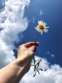 Low angle view of hand holding flowering plant against sky