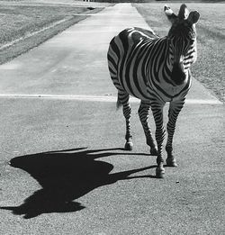Zebra standing on road