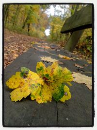 Autumn leaves on ground