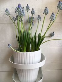 Close-up of potted plant