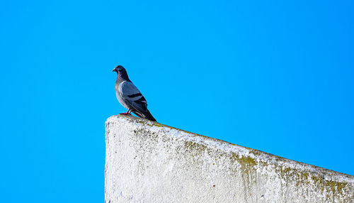 Low angle view of bird perching on retaining wall against clear blue sky
