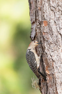 Close-up of a bird perching on tree trunk