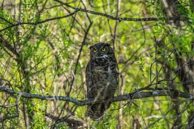 Close-up portrait of great horned owl perched in a tree