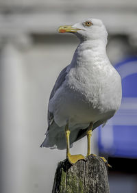 Close-up of seagull perching on wooden post