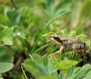 Close-up of frog on plant