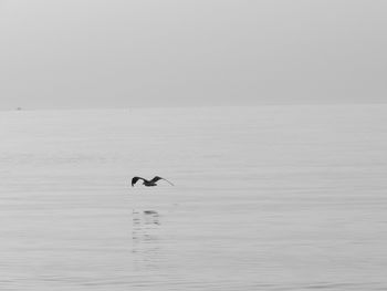 Bird flying over sea against clear sky