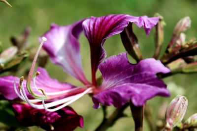 Close-up of purple flowers growing outdoors