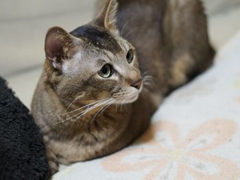 Close-up of cat relaxing on floor