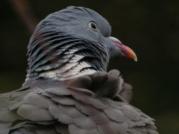 Close-up of a wood pigeon