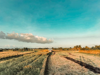 Scenic view of agricultural field against sky