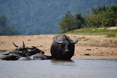 View of water buffalo in the river