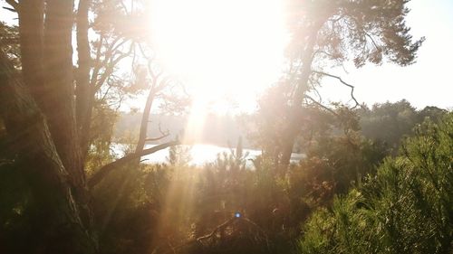 Sun shining through trees