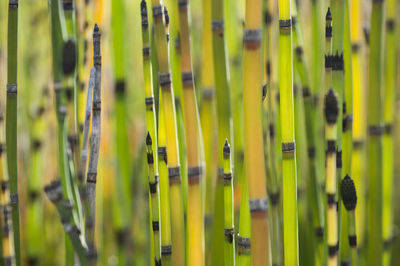 Close-up of green stems of growing plants