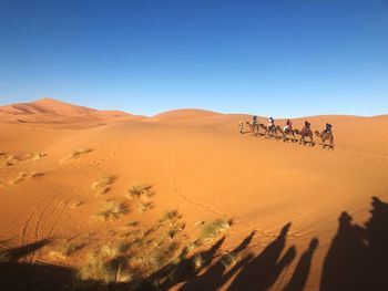 People riding camels at desert against clear blue sky on sunny day