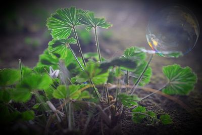 plant