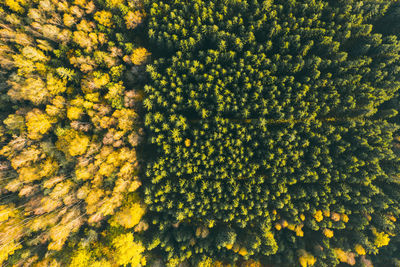 Full frame shot of yellow flowering plants