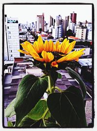 Close-up of yellow flowers