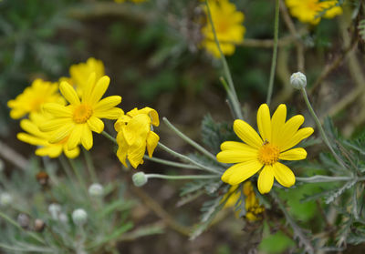 Close-up of yellow flower