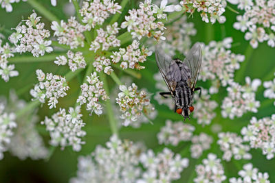 Directly above shot of housefly on white flowers