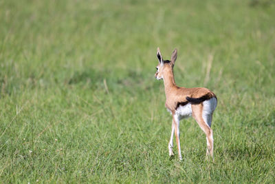 Side view of giraffe standing on field