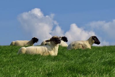Sheep grazing on field