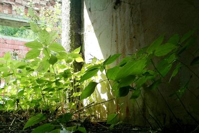 Close-up of ivy growing on tree