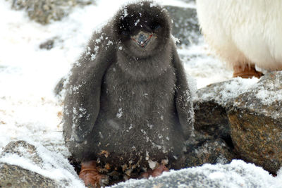 Chick of adelie penguin close up