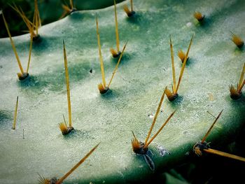 High angle view of cactus