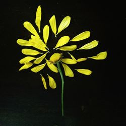 Close-up of yellow flower blooming against black background