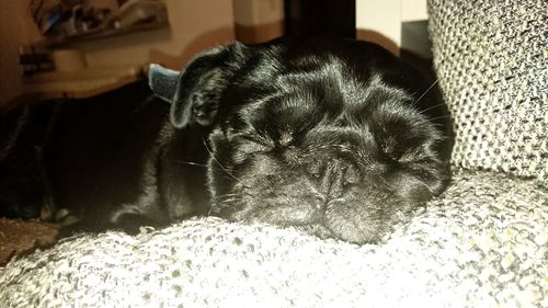 Close-up of dog lying on ground