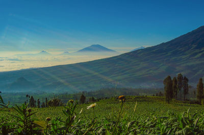 Scenic view of field against sky