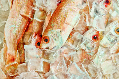 Close-up of fish for sale in market