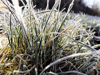 Close-up of grass