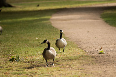 Duck on field