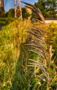 Close-up of crops on field