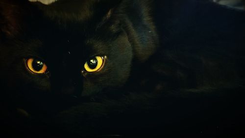 Close-up portrait of cat
