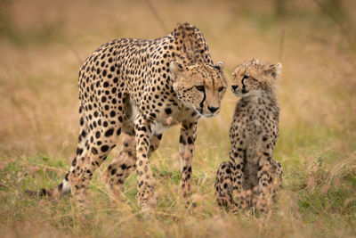 Family of cheetah standing on field