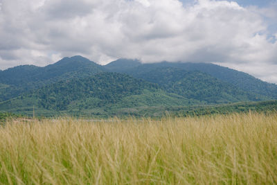 Scenic view of agricultural field against sky