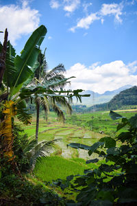 Scenic view of palm trees on landscape against sky