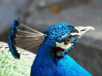 Close up of peacock