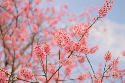 Low angle view of pink cherry blossoms against sky