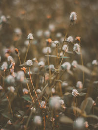 Close-up of flowering plant on field