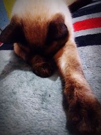 High angle view of cat resting on bed